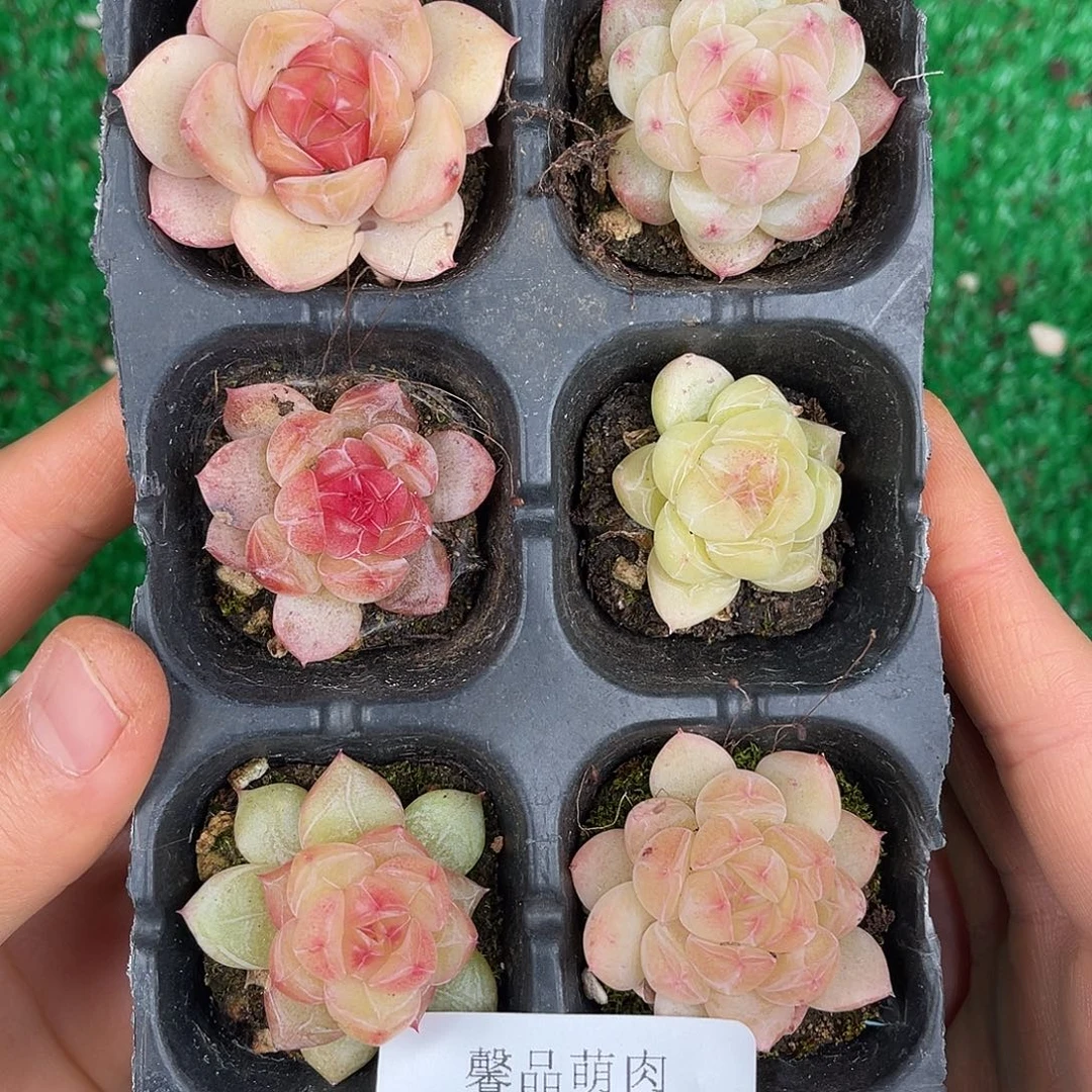 多肉植物一物一拍4-63