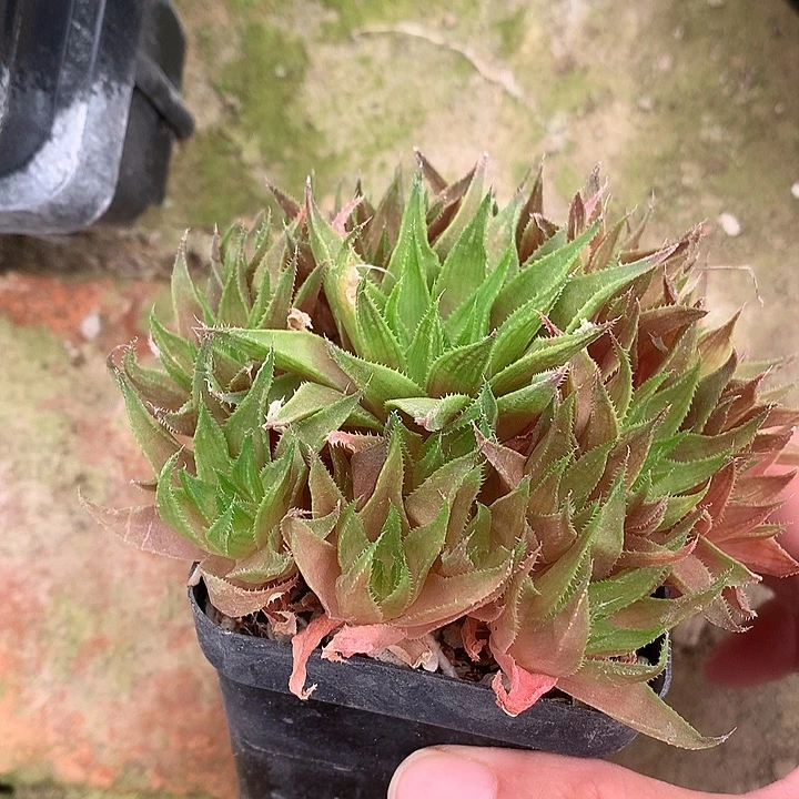 原始种玉露带盆土发货