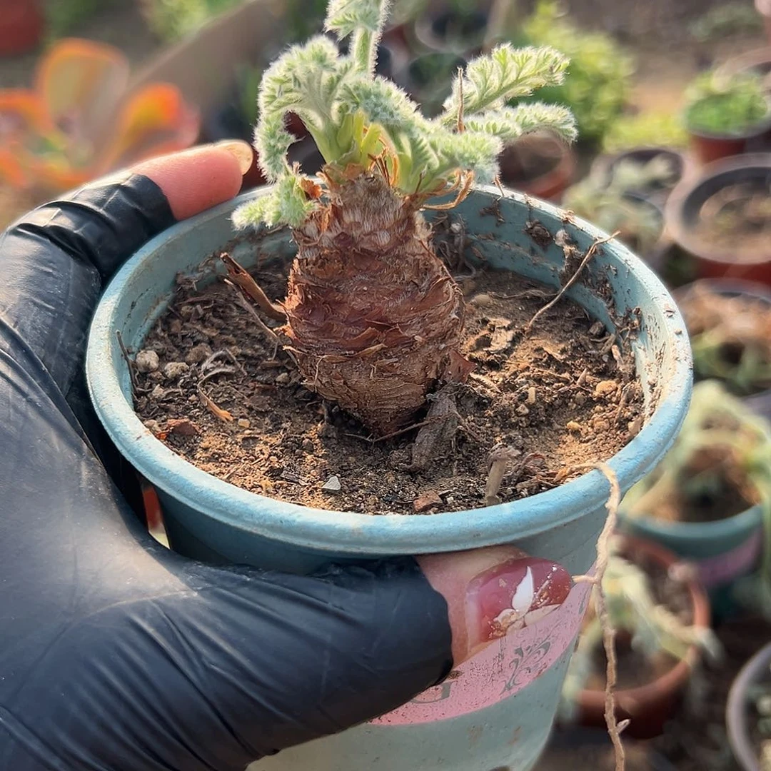 多肉植物多肉植物