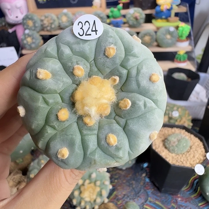 一***伴福利实生324园艺观赏植物