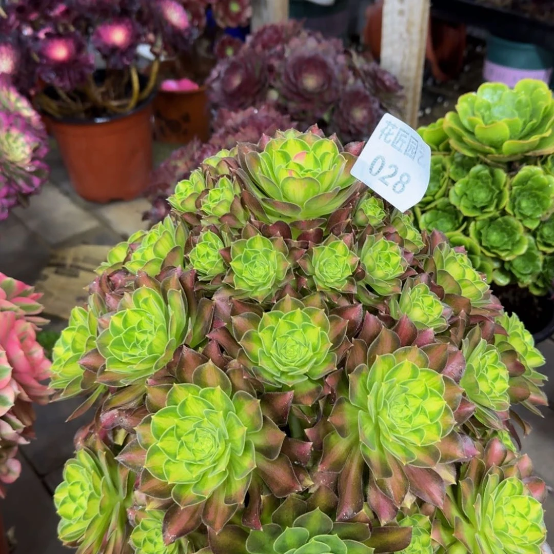 是**哈多肉植物028韶华