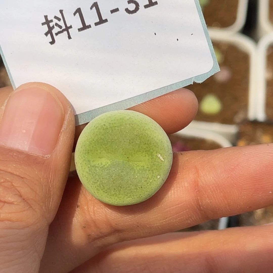 張*怼11-31肉锥多肉植物