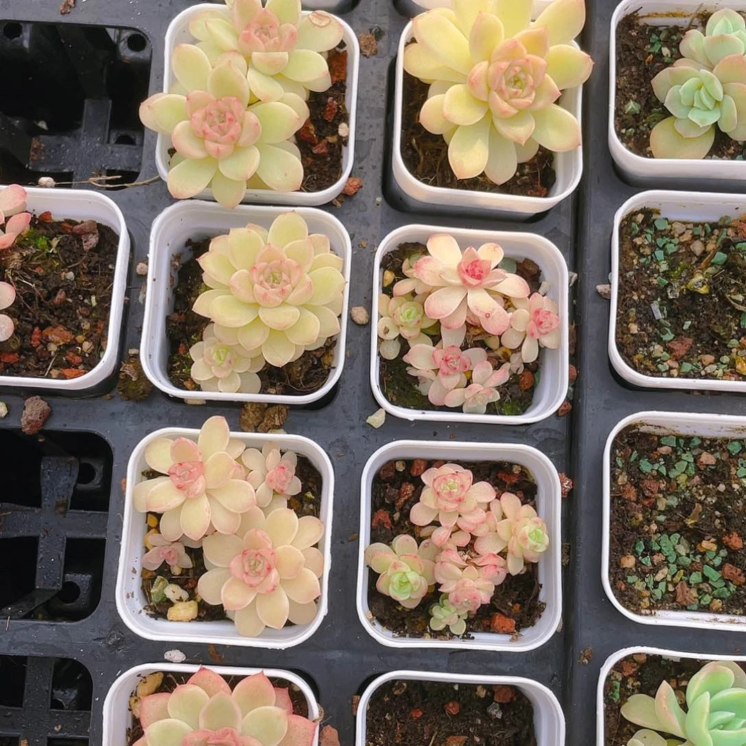 珍珠麦杆盆一个满25包邮