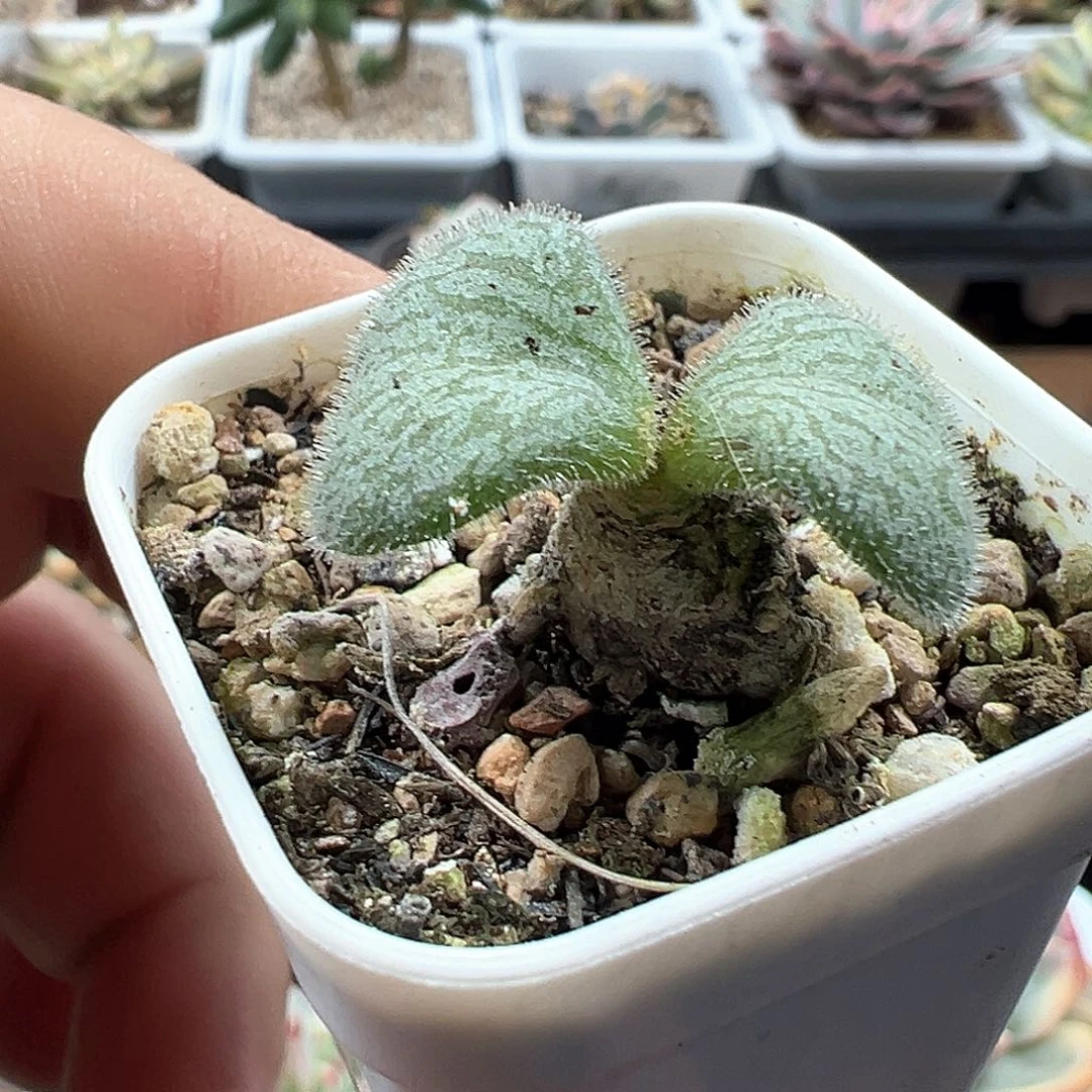 薛辉圣塔 小方花圃一物一拍