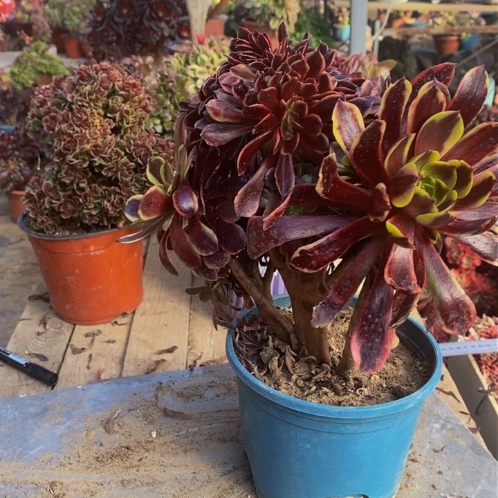 孤***人欧嘉莉缀化多肉1颗多