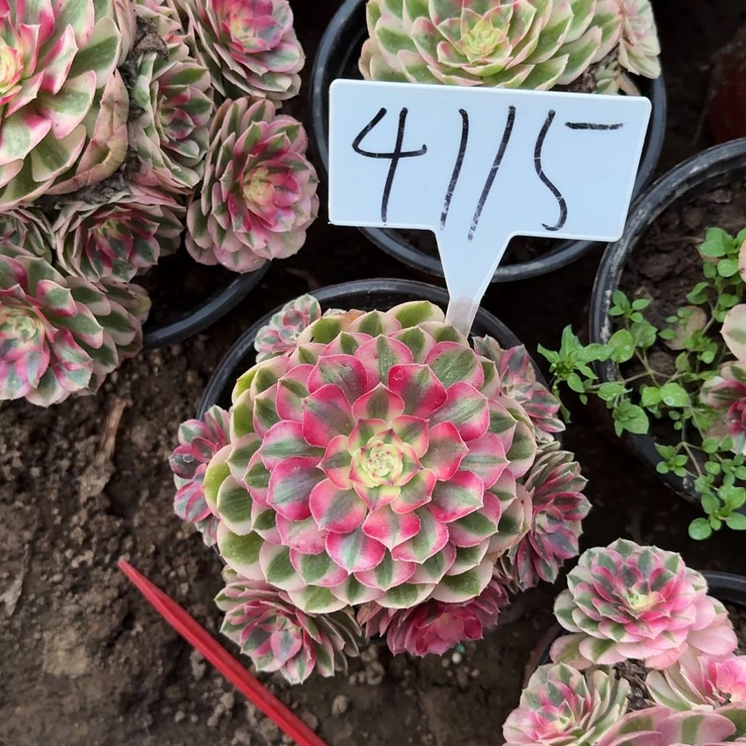 4115倾城多肉法师多肉