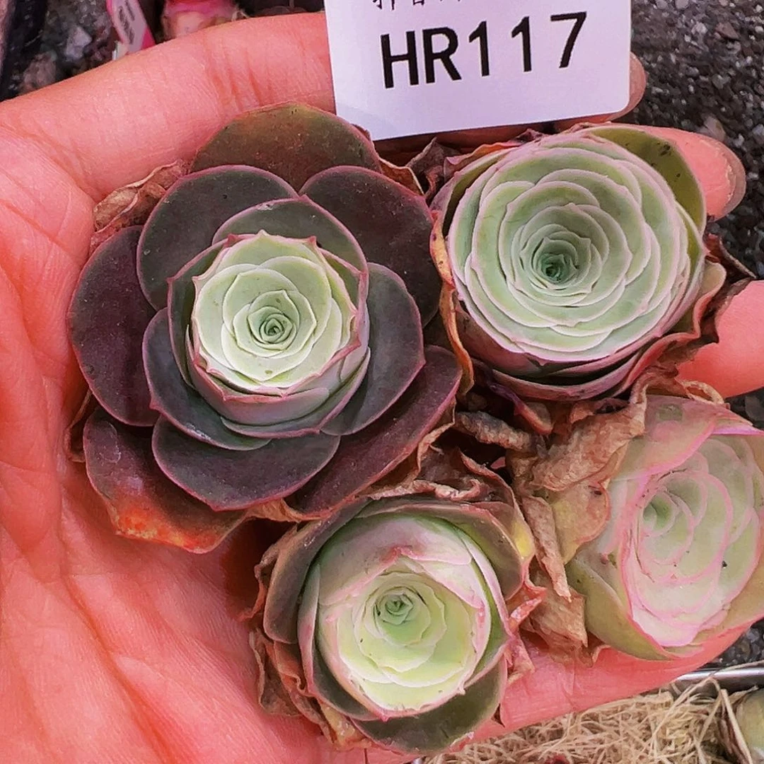 无花朵HR117福利捡漏下播玫瑰