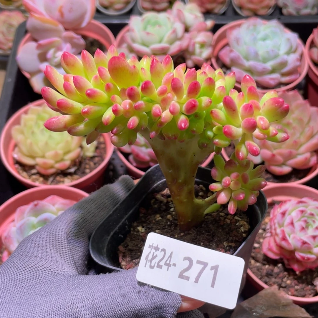 花利美24-271青松缀化