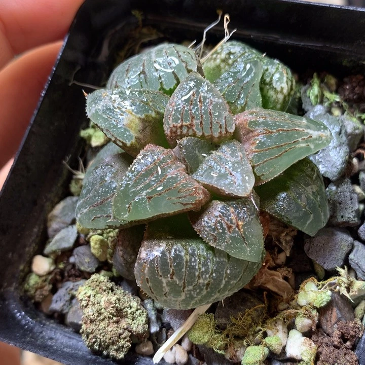 云遮月带盆土发货