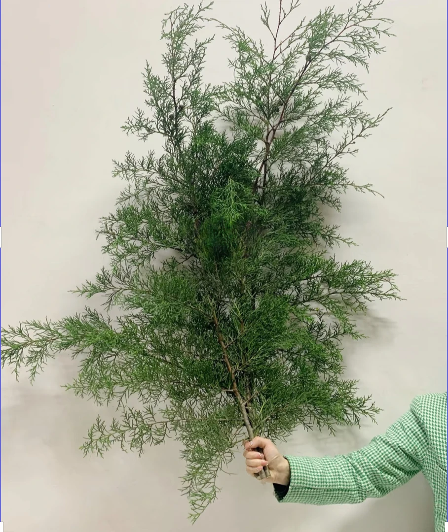 【拾花拾木】圆柏云南鲜花洋桔梗粉玫瑰顺丰次日达鲜切绿植花卉