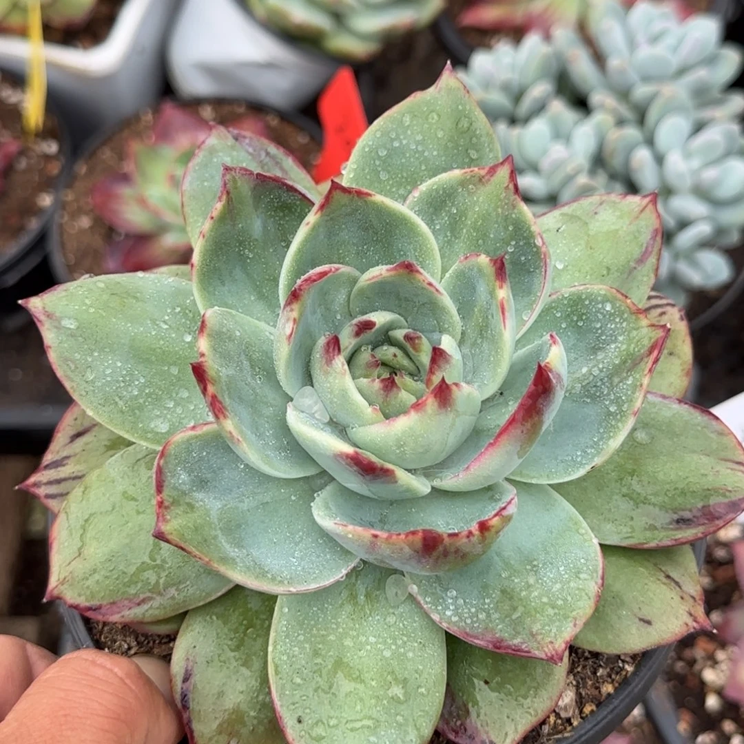 超宽惊鸿一物一拍包装收缩花旱