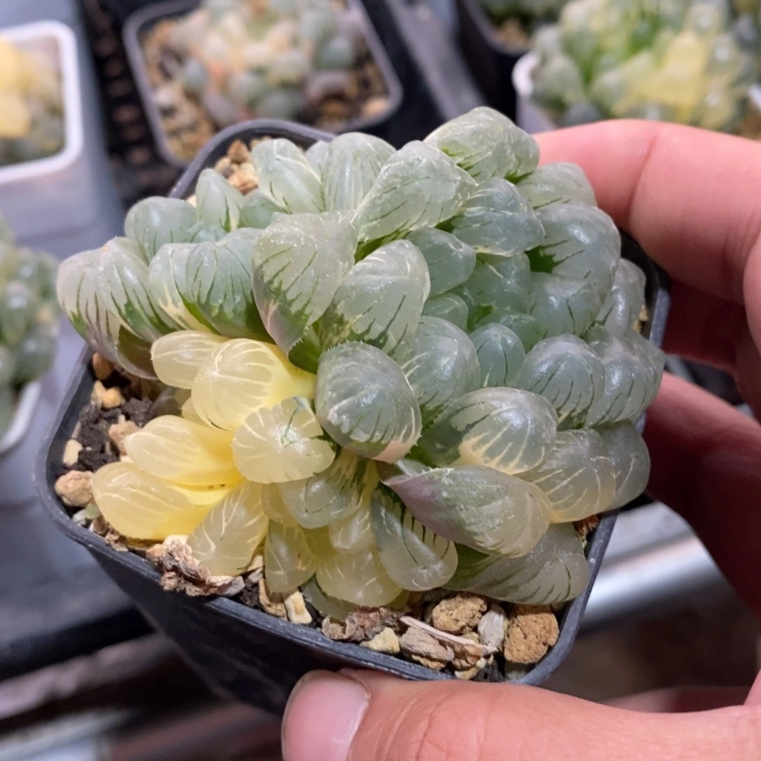 一颗大母本湖水玉露锦 新年福利