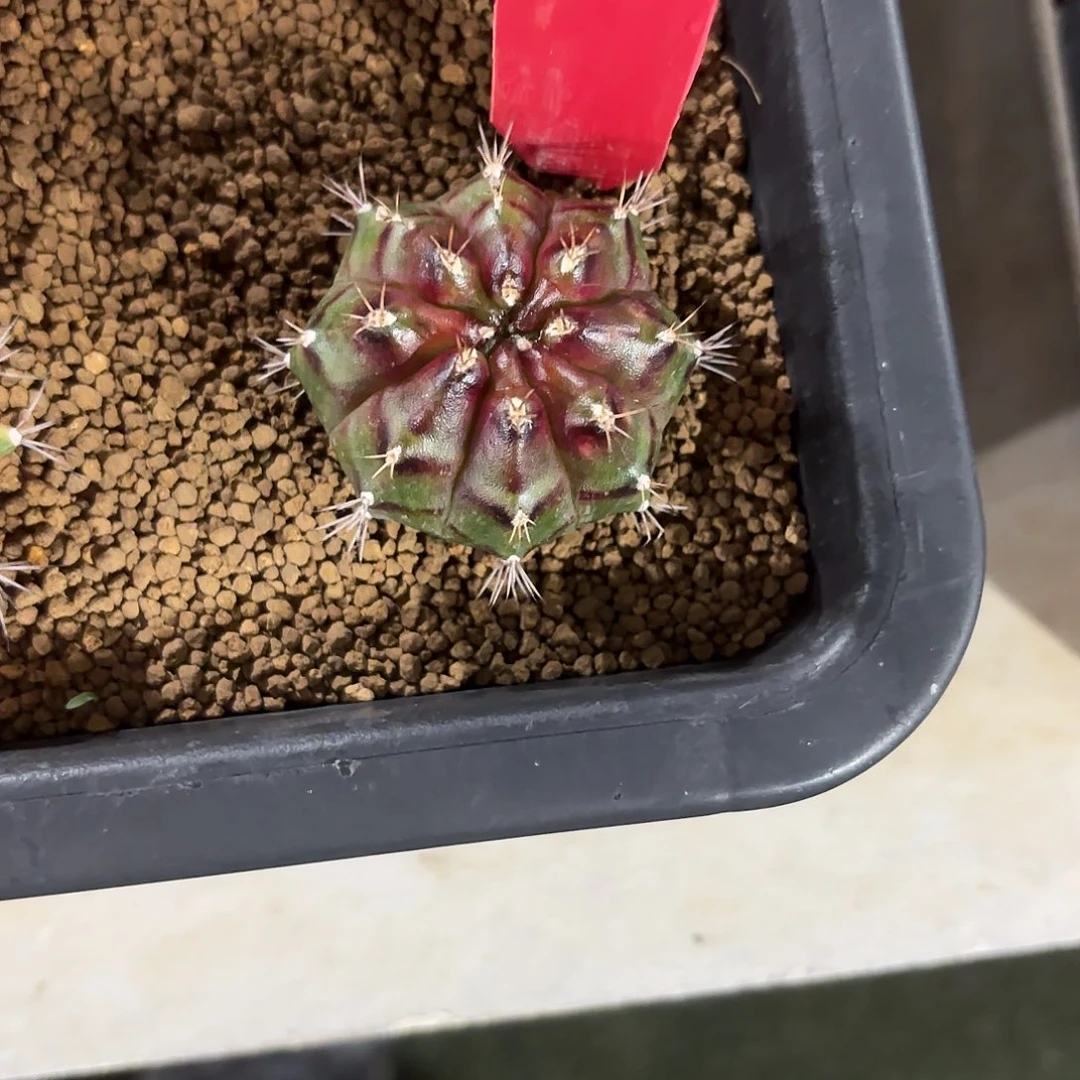 9-0916泰国发货多肉