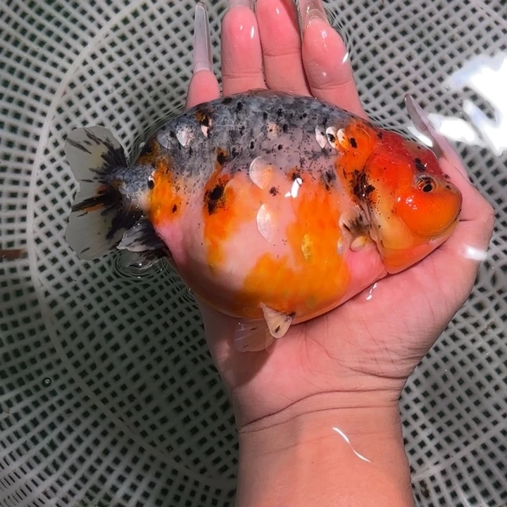 金鱼金鱼活体兰寿淡水观赏鱼