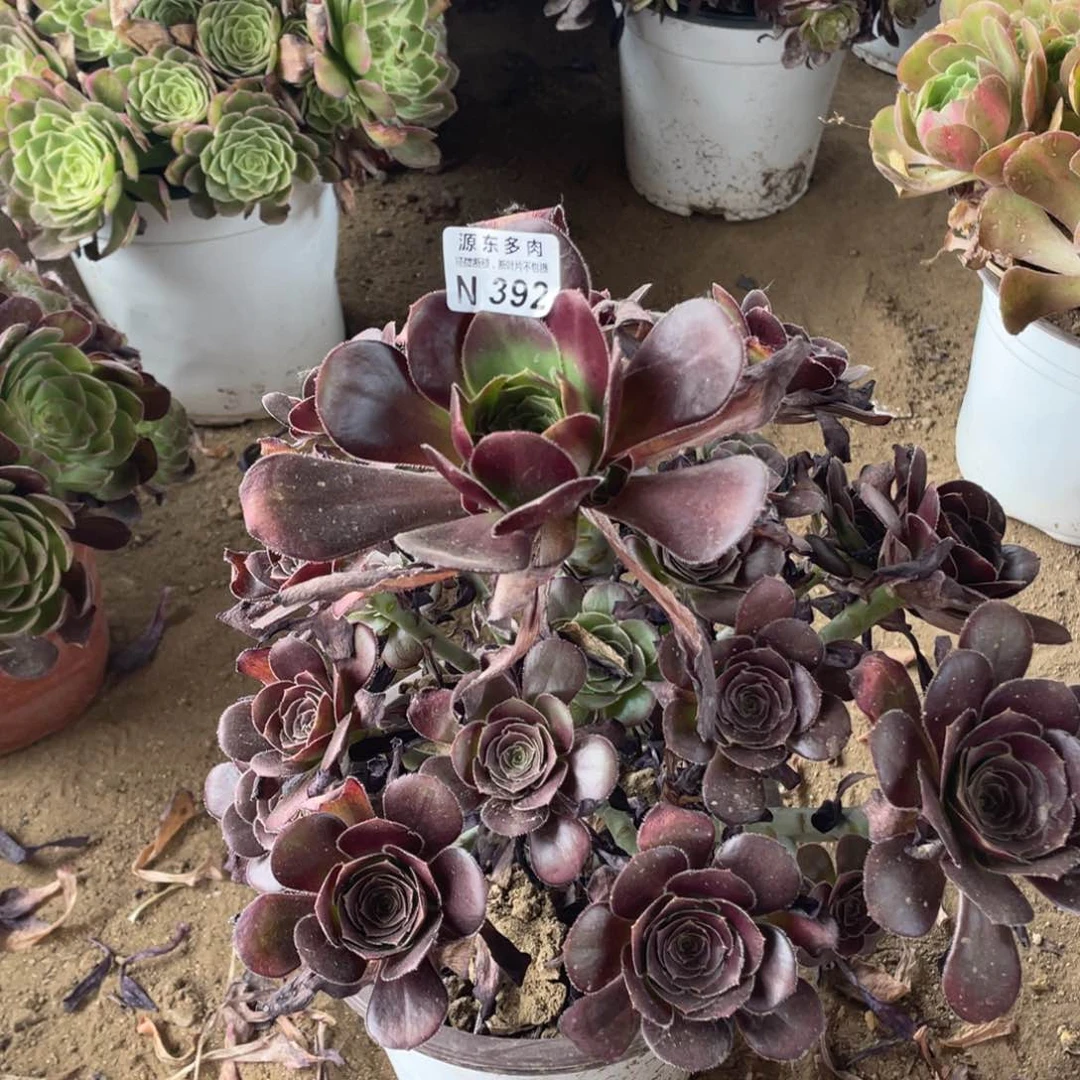 392黑豆多肉法师断枝不包