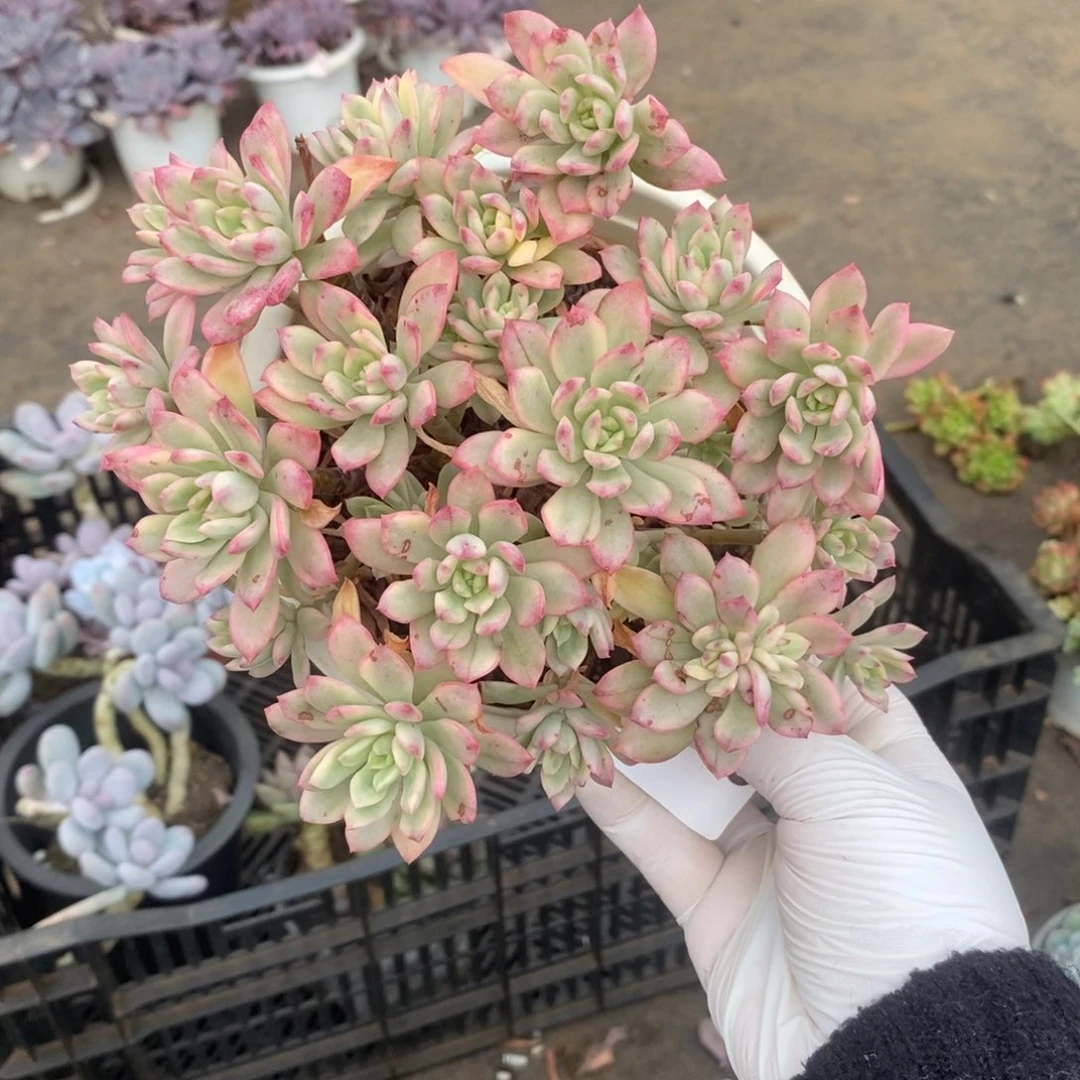 星***L2643小叮当锦一物一拍