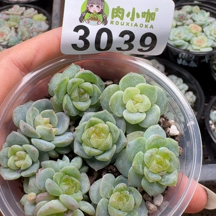 多肉植物多肉植物