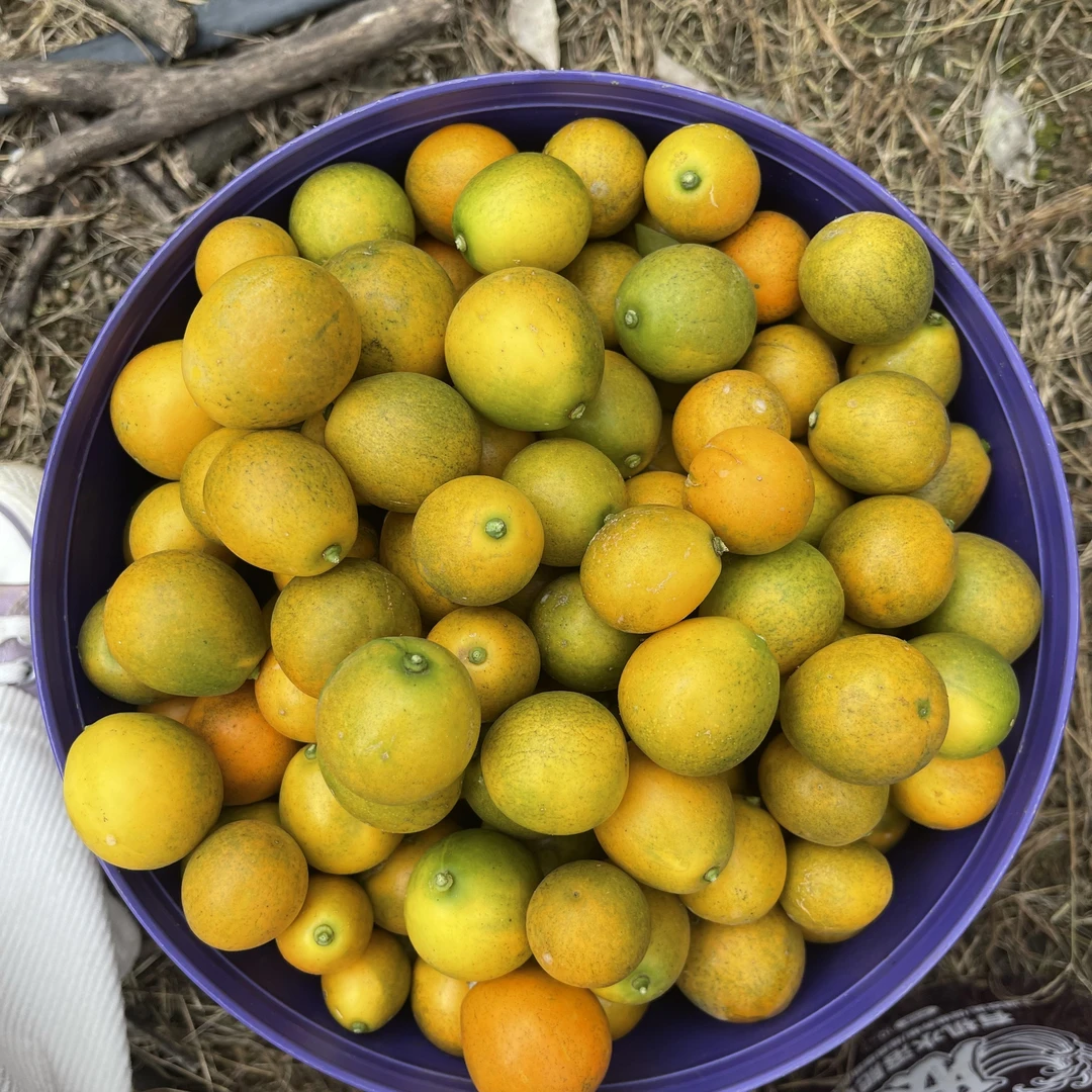 实惠花皮脆蜜金柑果皮比较丑第三代金桔鲜甜多汁