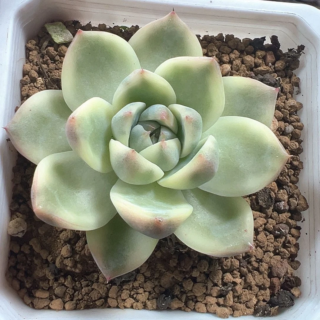 阿尔巴佳人锦 小方花圃一单包邮