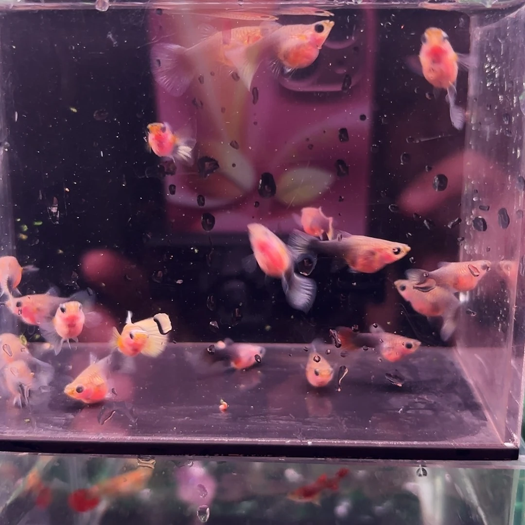 孔雀鱼蓝礼服球一缸