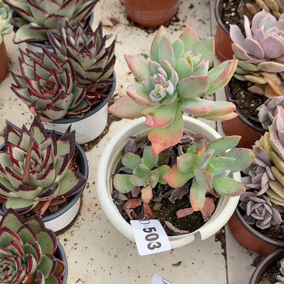 清*503芒果美人多肉植物
