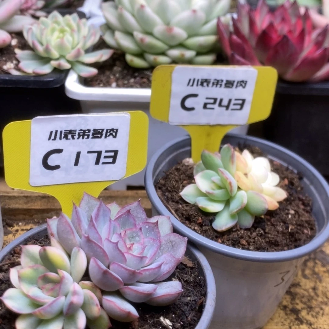 飞**鱼173-243锦锦锦锦锦锦