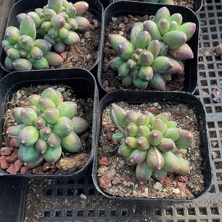 缀化千代田缀化带盆