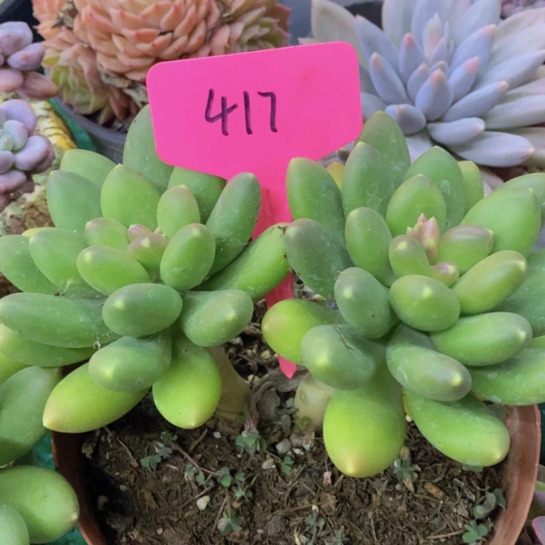 多肉植物，一物一拍，第5场