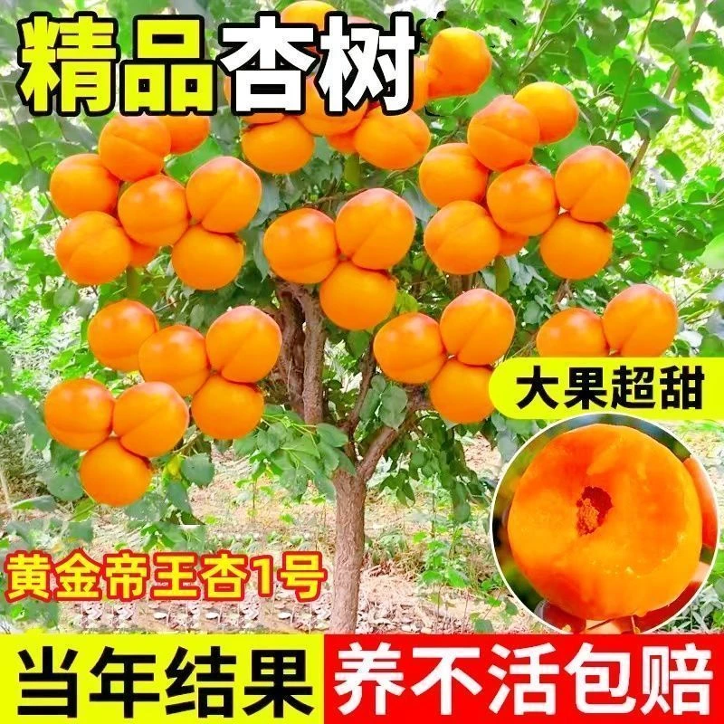 XZ 基地喜发特大嫁接查子树苗帝王态早熟高耐寄庭院油古蜜香室外*