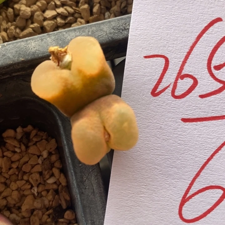 2655一颗一颗一颗