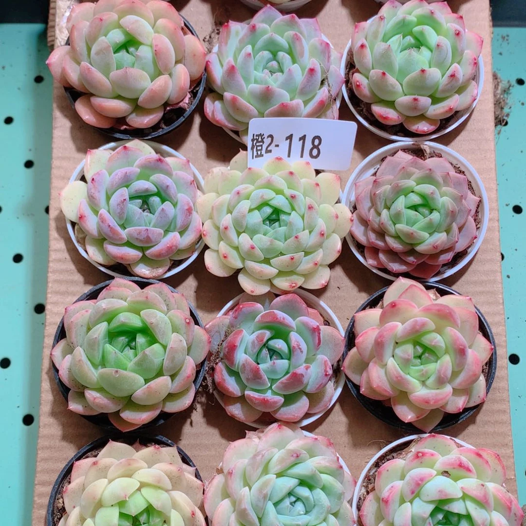 2-118一物一拍带盆18颗