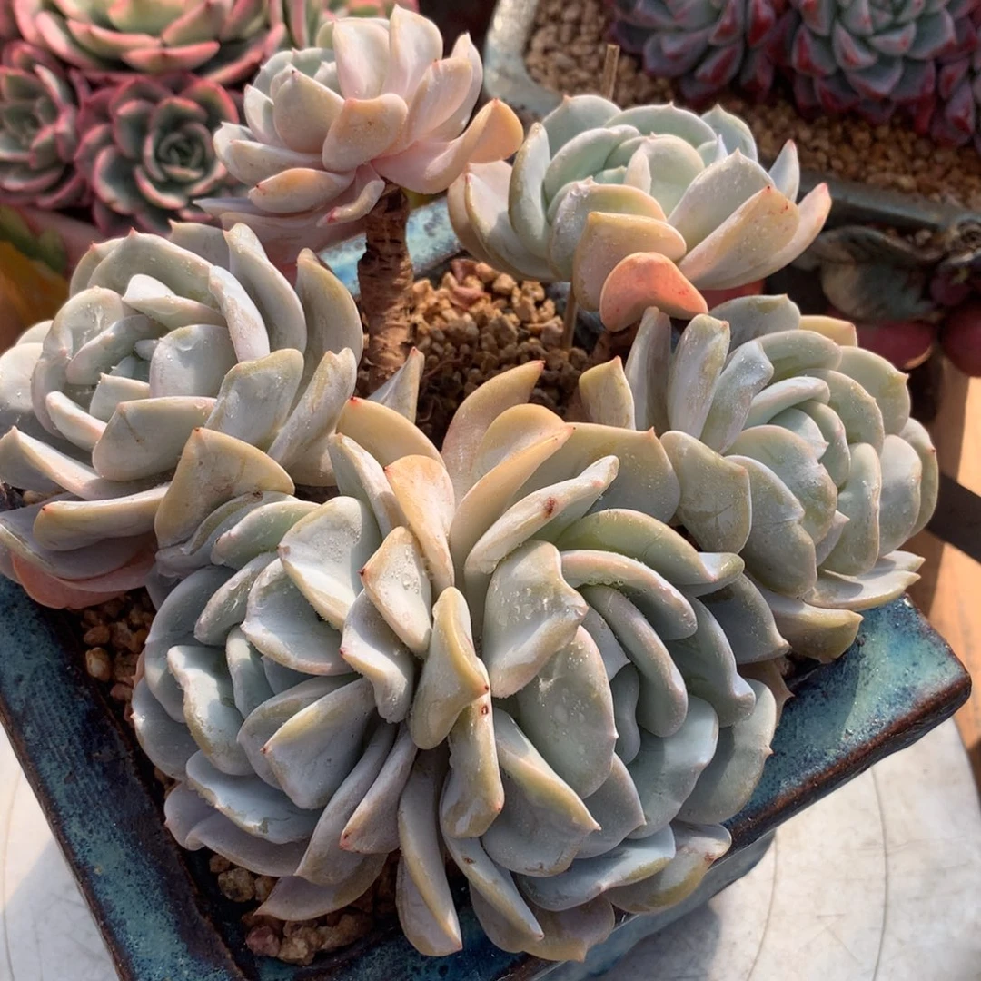 雪特啊啊啊啊啊啊啊