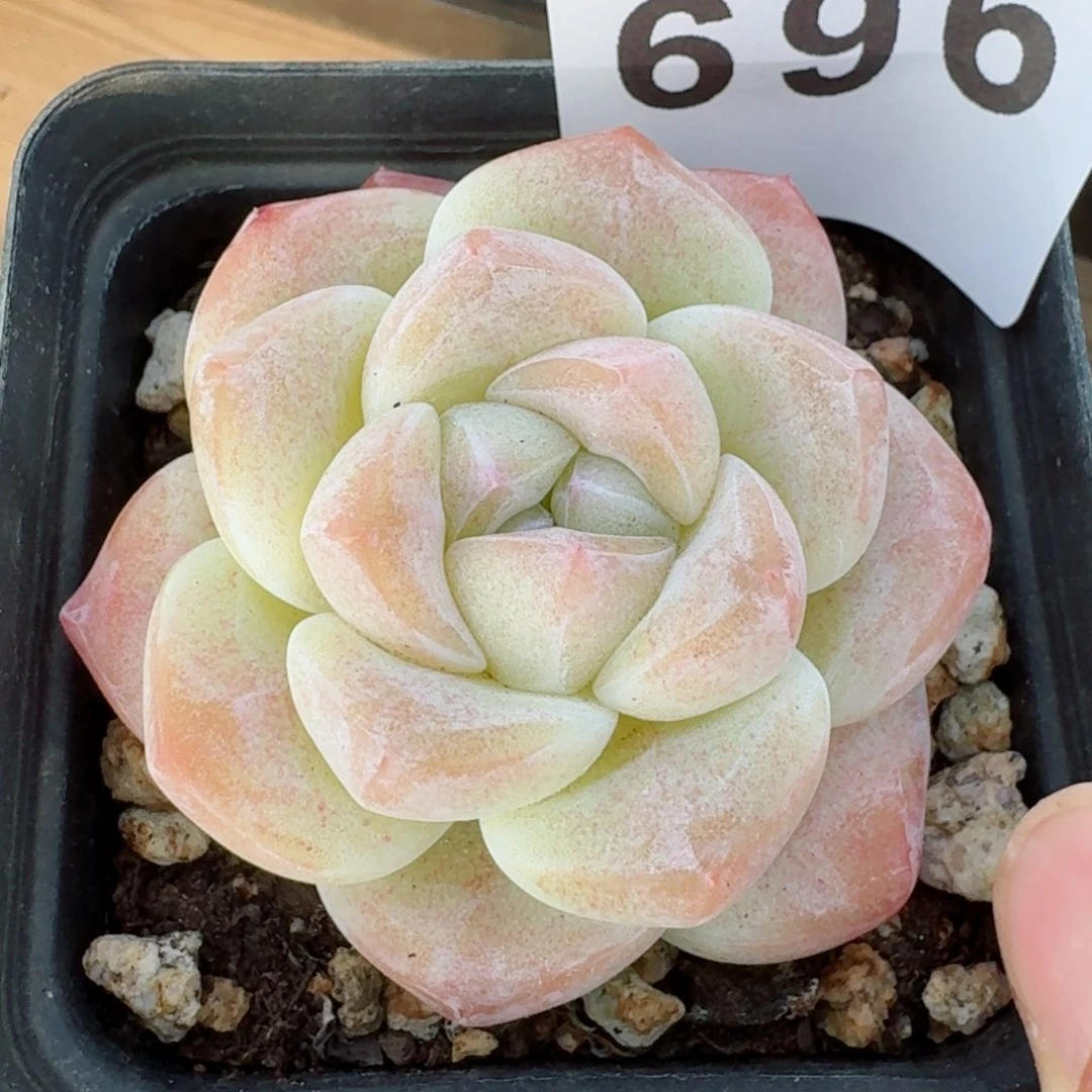 福利         精品多肉