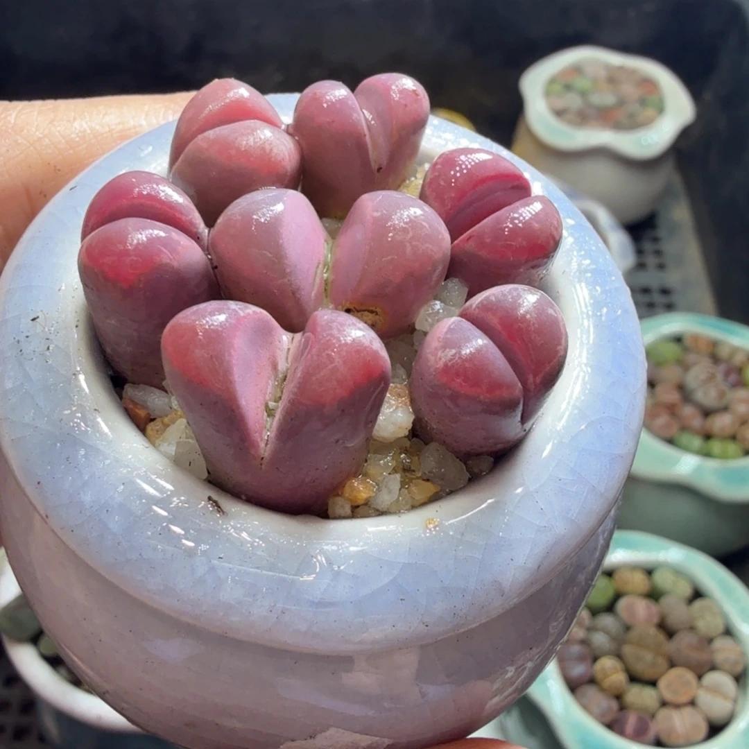 快***兔多肉植物福利冲冲696