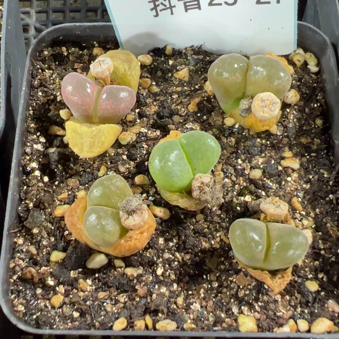 25-27肉锥多肉植物