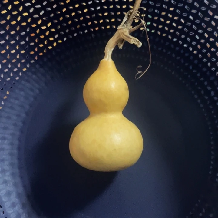 10号花叶陨石坑微奶嘴