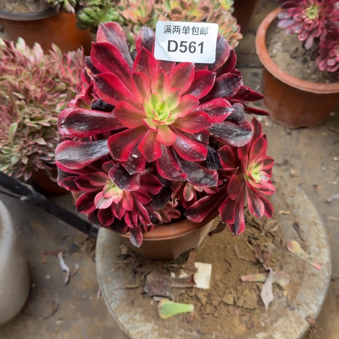 561美杜莎法师多肉