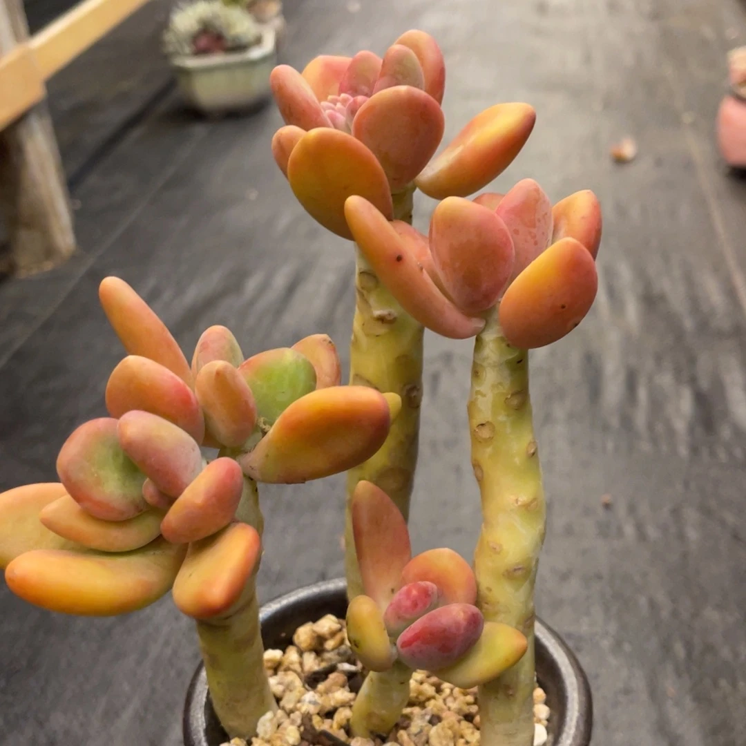 钱****多37378836688338836