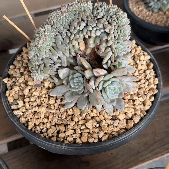 星影树缀无砍多肉