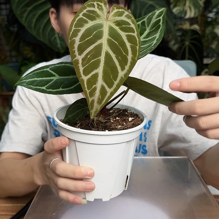 完全开放T116skg印红杂白羽毛