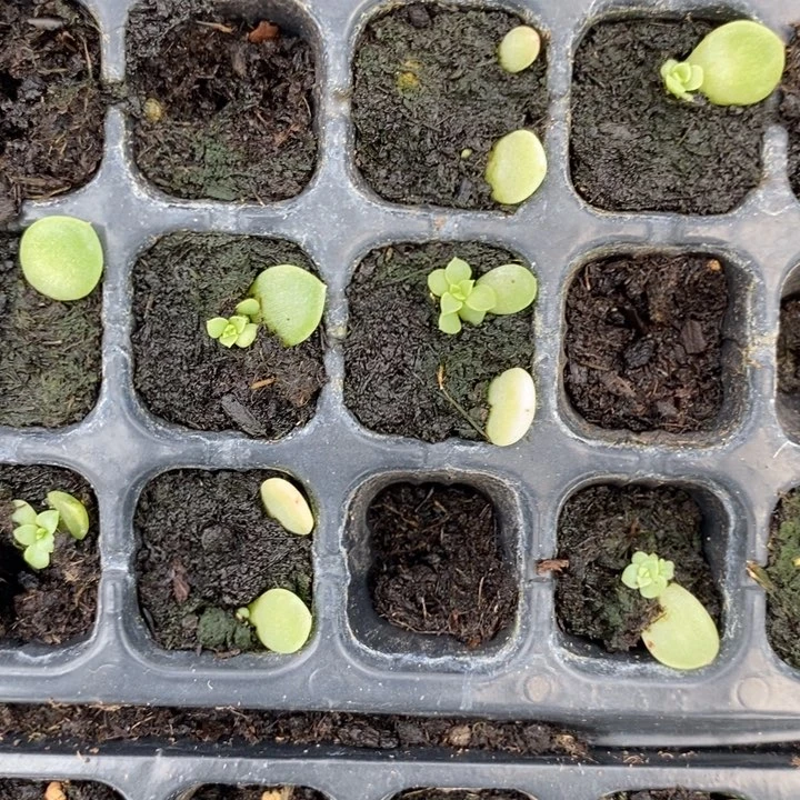 暴富芽苗一个多肉