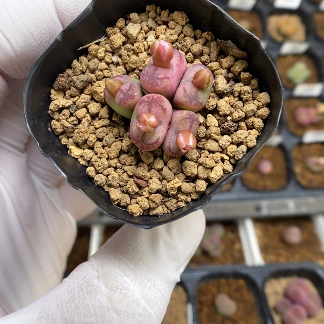 多肉植物肉锥杂交K-4367