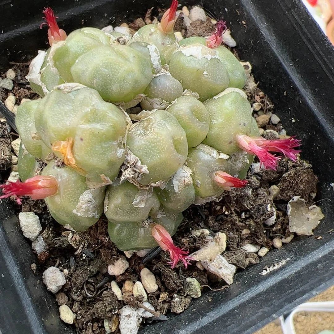 【闪购商品】84 红花烧麦