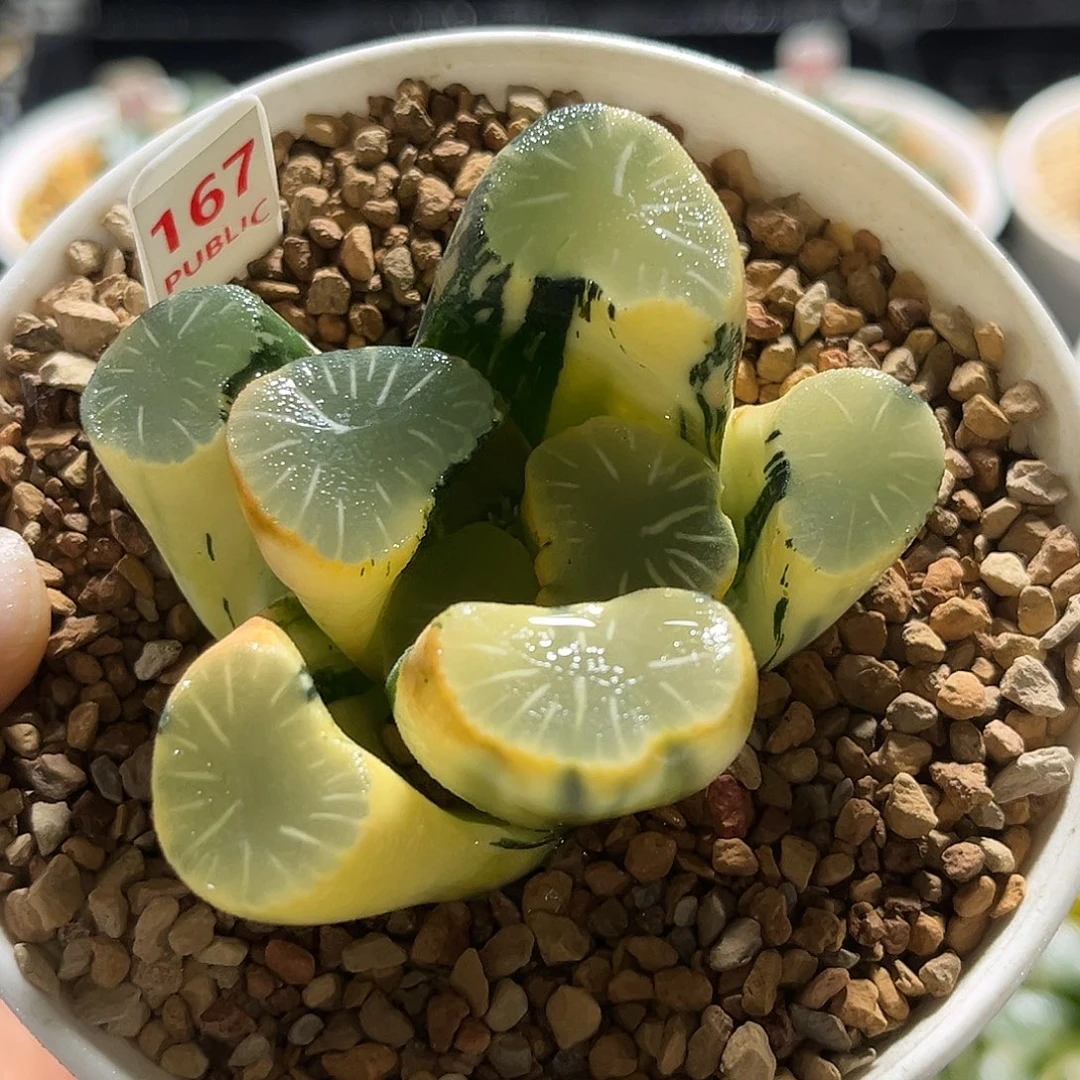 167糊斑欧大宝万象锦