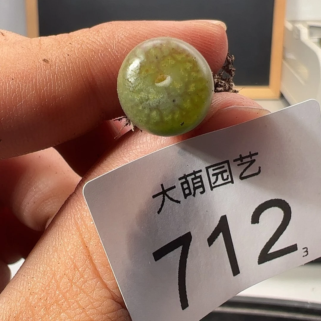 0000712 一物一拍……