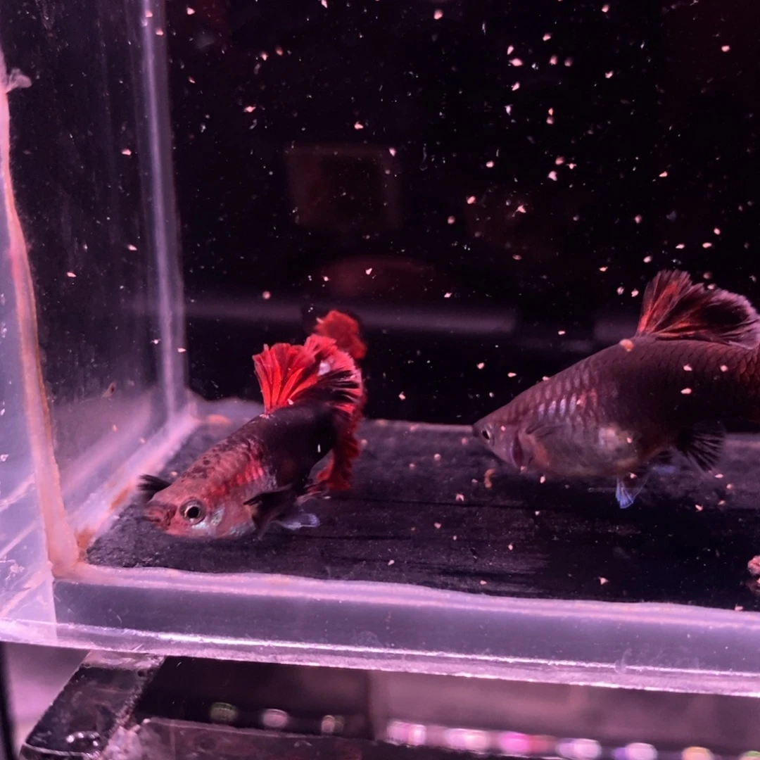 孔雀鱼顶级菊花帆一对