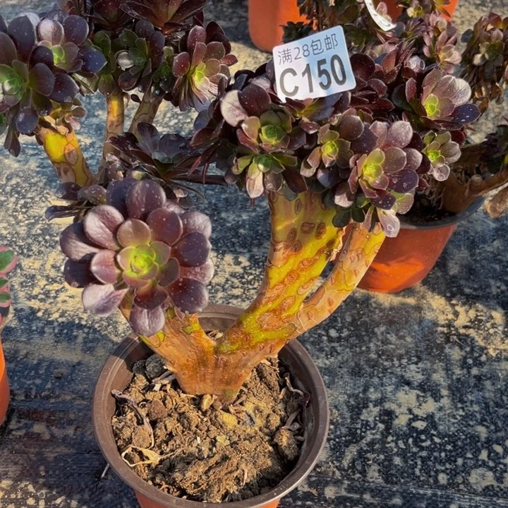 150多肉植物一物一拍