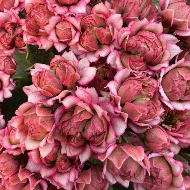 长寿花园～【超级女神】