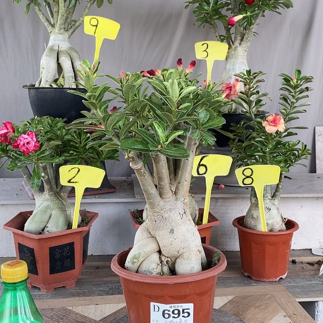 完全开放695凯撒大帝