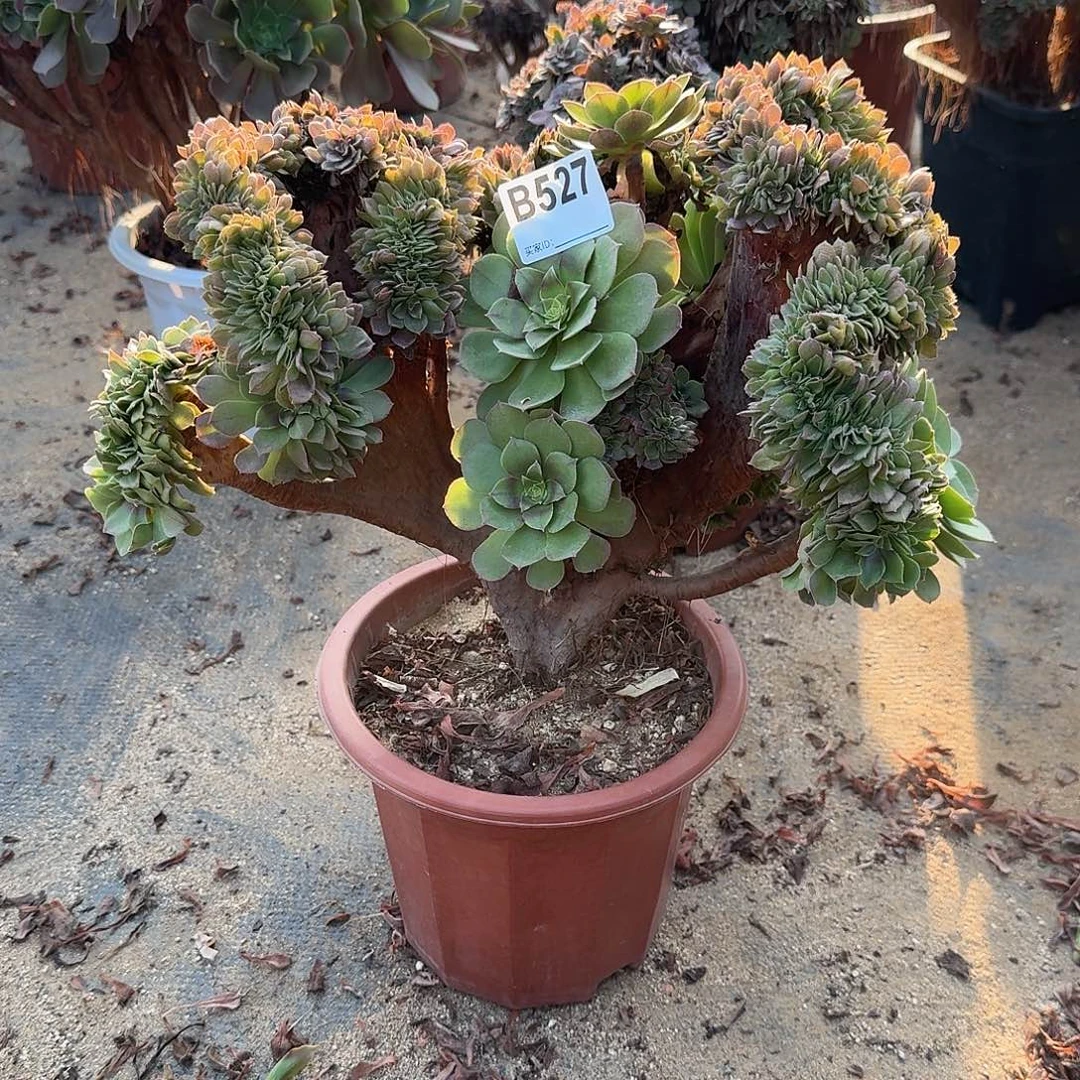 527万缀有伤一颗呀呀